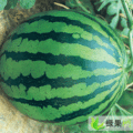 山东冠县冠龙：兰沃小马先生