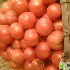 山东禹城硬粉：市中办孟先生