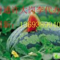 河南通许龙卷风：大岗李曹国新