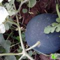 湖北荆州区黑皮无籽：菱湖农场刘凡