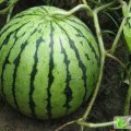 陕西大荔京欣：范家镇岳先生