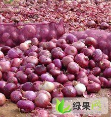 河南尉氏红皮洋葱：朱胜利