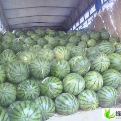 辽宁凌海地雷瓜：东花乡刘君