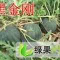 河南开封黑金刚，新机遇，低价冲击西瓜市