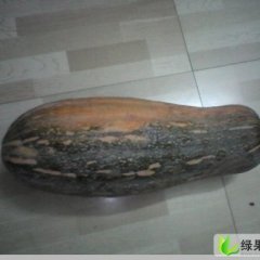 湖北嘉鱼湖南蜜本：刚拍的新鲜图片