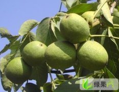 陕西大荔青皮核桃：双泉镇李铁牛