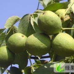 陕西大荔青皮核桃：双泉镇李铁牛