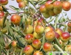 陕西大荔陕西冬枣：双泉镇李铁牛