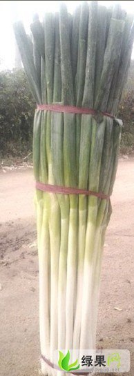 山东安丘铁杆大葱：山口村张万顺