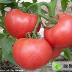 吉林九台欧盾：吉林省何洪亮