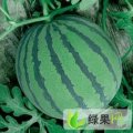 吉林省黑水西瓜2014最新价格行情