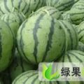 山东沾化花皮西瓜：泊头镇季