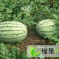 湖北洪湖花皮有籽：大沙湖孙洪星