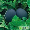 湖北钟祥黑皮无籽：中山镇郑传宏