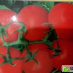 贵州修文以色列西红柿：小箐乡陈昆