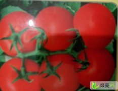 贵州修文以色列西红柿：小箐乡陈昆