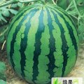 河南太康花皮无籽：芝麻洼小张