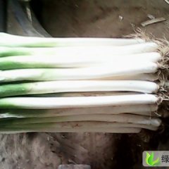 山东安丘铁杆大葱