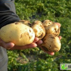 甘肃秦州荷兰十五：秦州区杨建太