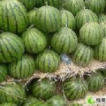 河南尉氏龙旋风 金花3：大庄村老王