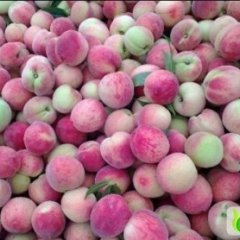 2013山东蒙阴蜜桃7月5日最新报价