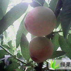 菏泽市终兴镇朱瑞东：水蜜桃