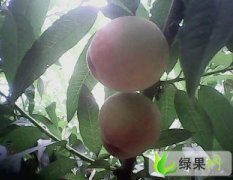 菏泽市终兴镇朱瑞东：水蜜桃