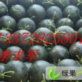 湖北钟祥红冠龙，黑皮无籽：官庄湖李丰军