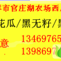 湖北钟祥官庄湖:花瓜/无籽/黑美人/京欣
