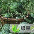 河南扶沟有籽西瓜：尚村岗王军胜