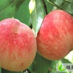 陕西红不软：临潼区张浩林