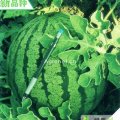 河南太康中华花豹：逊母口史铭