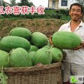 山东金乡万亩西瓜即将上市 寻海义