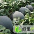 湖北钟祥黑皮无籽：官庄湖张瑞峰