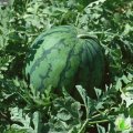 山东东明冠龙：裕洲集高存昌