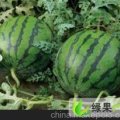 山东利津西农8号：王庄村闫先生