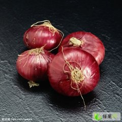 河北定州紫皮洋葱：城南北王永杰