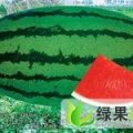 新疆昌吉市昌吉大西瓜：老龙河光光