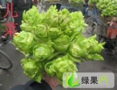 四川邛崃聚和农业优质儿菜