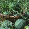 湖北钟祥花皮无籽：官庄湖黄然杰