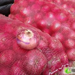 河南宁陵红皮洋葱：李永