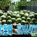 山东利津花皮西农八号：明集谢洪路