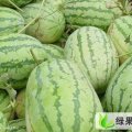 湖北花皮瓜：蒋湖 万亩西瓜