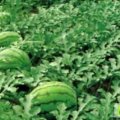 陕西合阳8424西瓜：黑池镇季先生