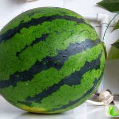 黑龙江北林京欣：红旗乡高启龙