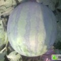 山东昌乐花皮无籽：鄌郚宋天河