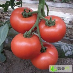 山东东昌府硬粉西红柿 欢迎前来!