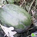 山东金乡花皮无籽：鸡术镇周先生