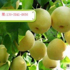 陕西蒲城酥梨陈庄刘琪 130-3841-8656