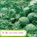 陕西蒲城陈庄镇京欣西瓜刘琪13038418656